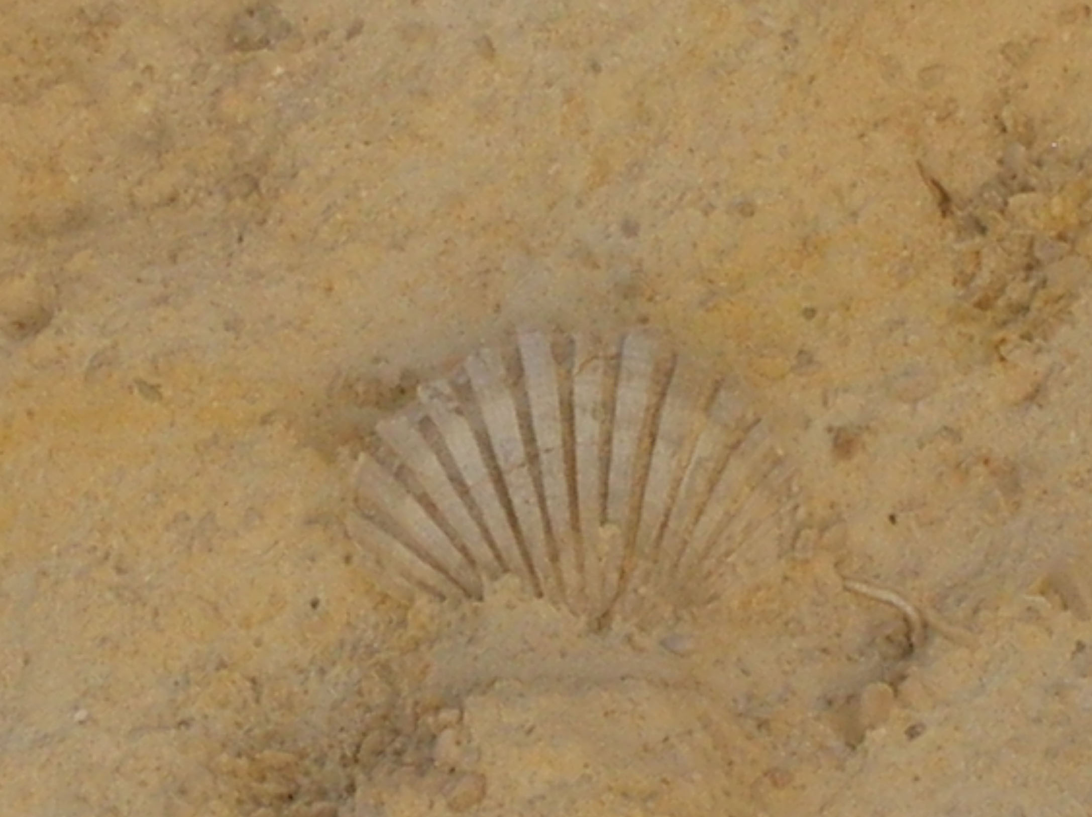 Fossili calcareniti